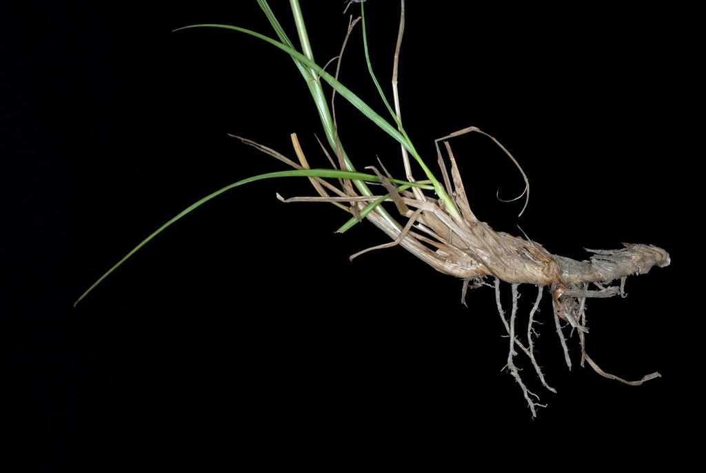 Roots growing from rhizome