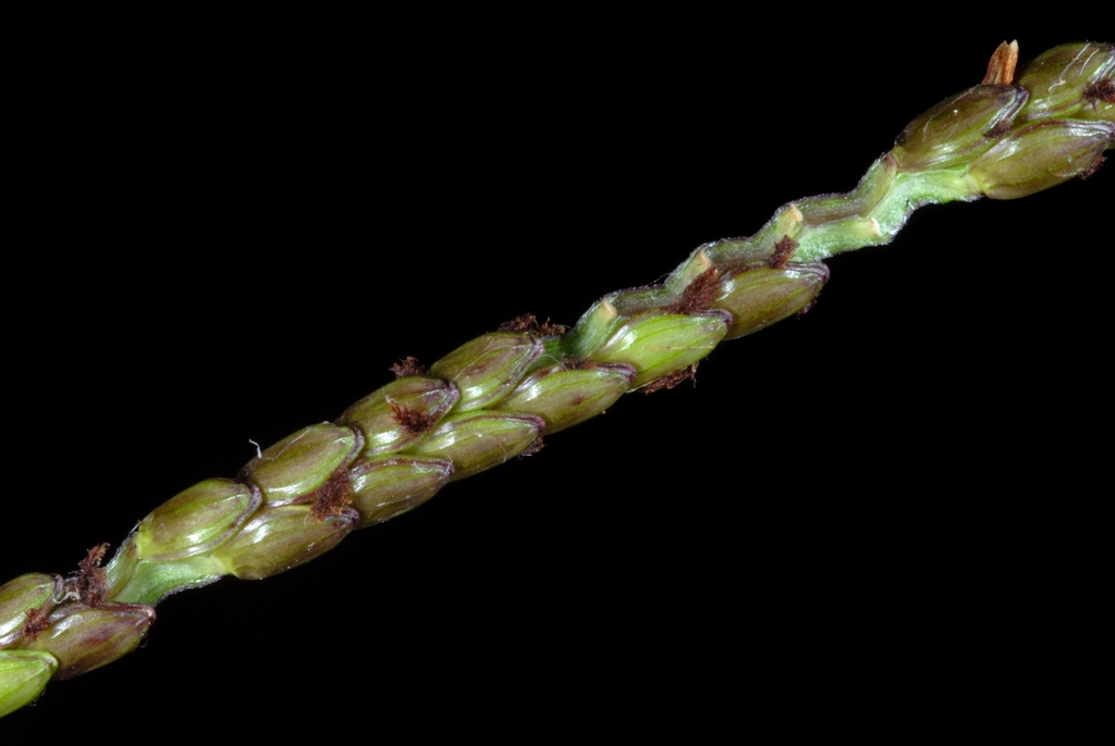 Spikelets