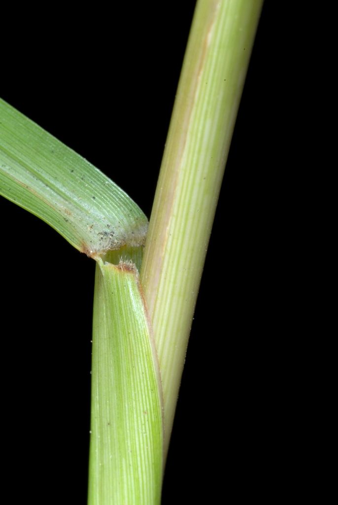Stem and sheath