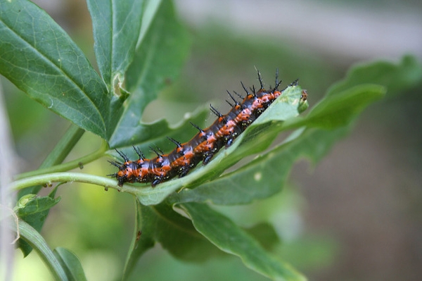 Caterpillar on leaf