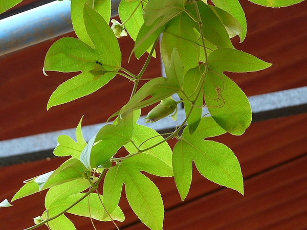 Vine with three-lobed leaves.
