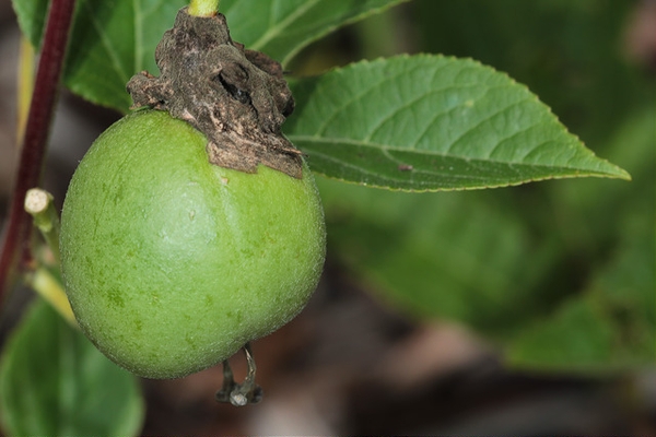 A round, green, golf-ball-sized fruit.