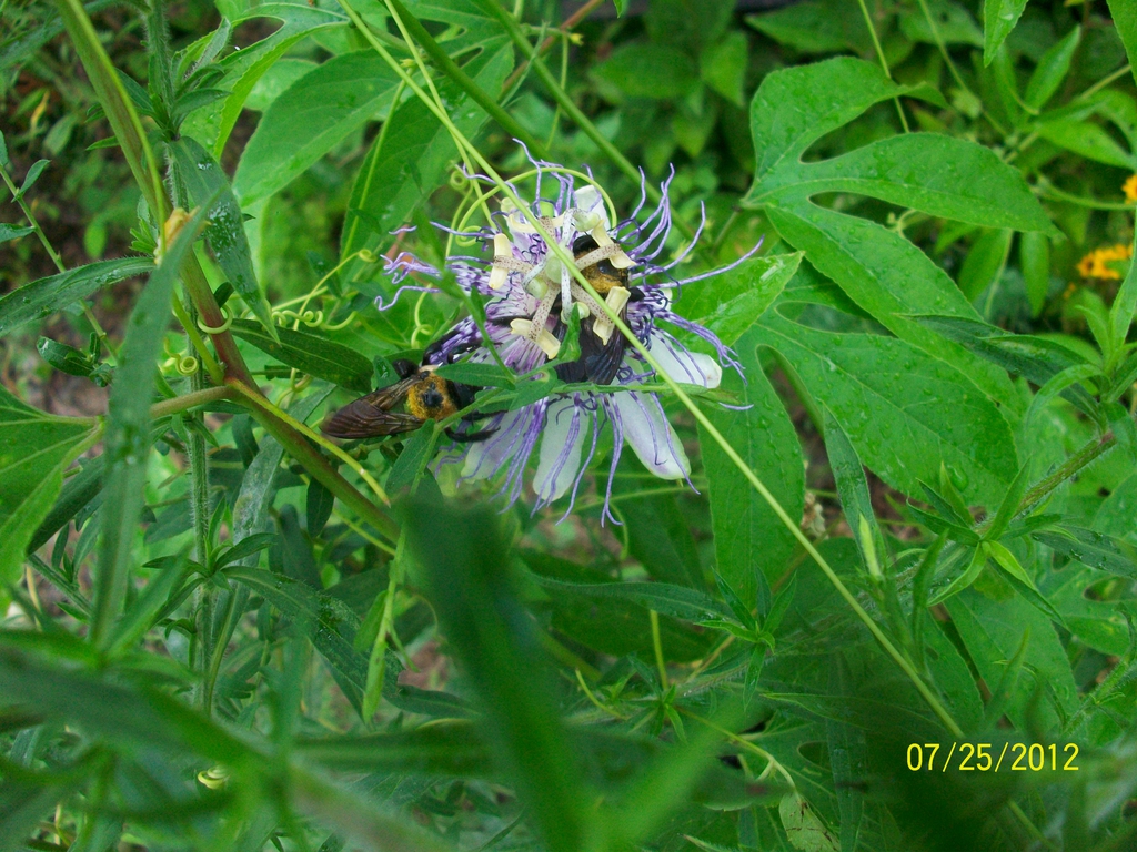 Close-up of single bluish-purple flower with spiky corona.