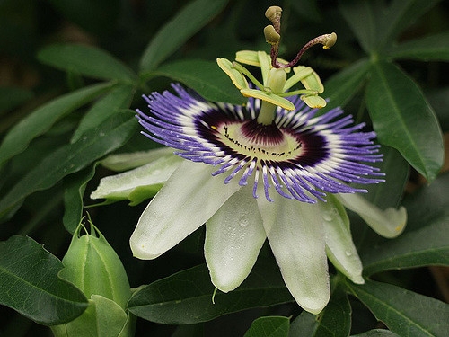Passiflora caerulea