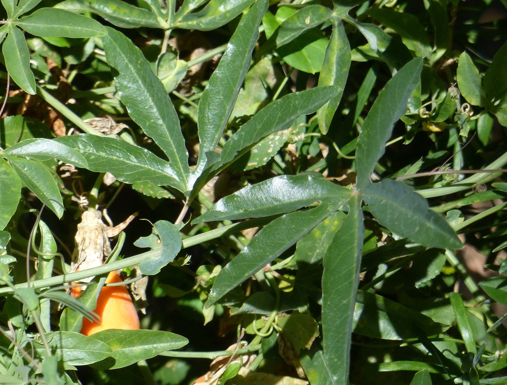 Leaves