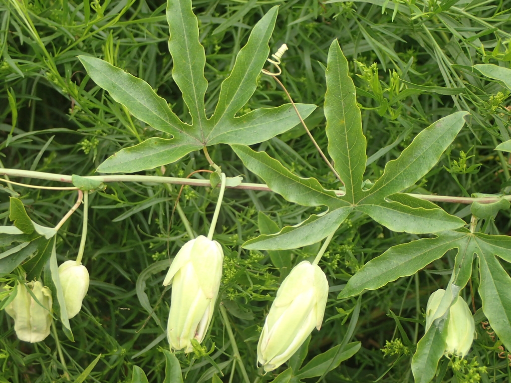 Leaves and flower buds