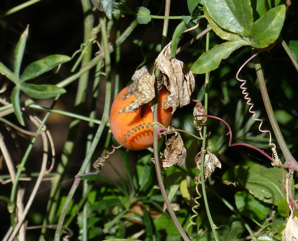 Vines and tendrils with fruit