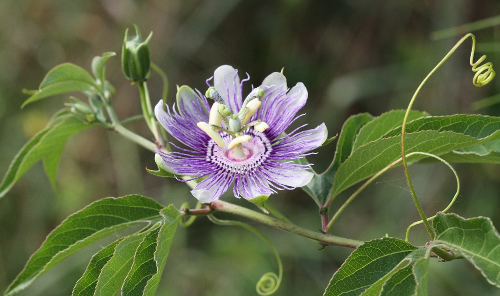 Close-up of single bluish-purple flower with spiky corona.