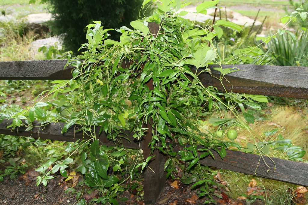 Dense vine with 3-lobed leaves.