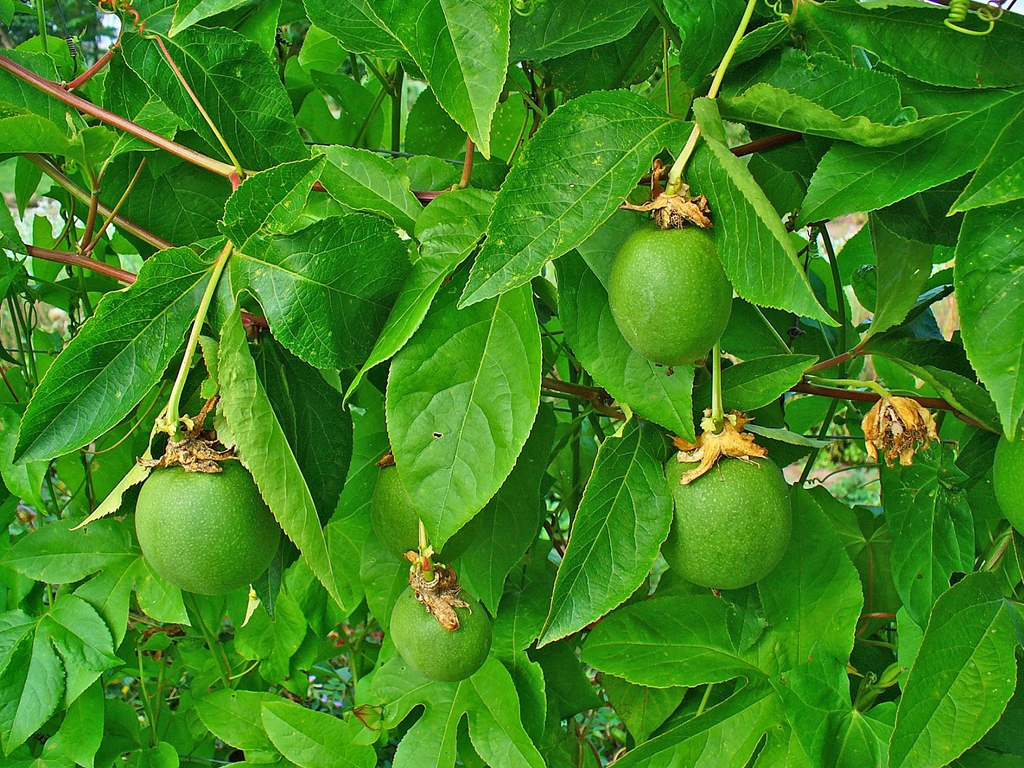 Vine bearing several green, round, golf-ball-sized fruits.