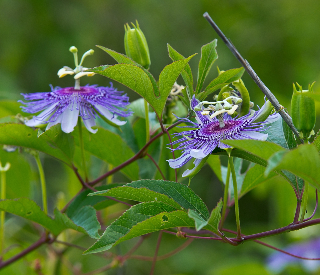 Close-up of two bluish-purple flower with spiky coronas.