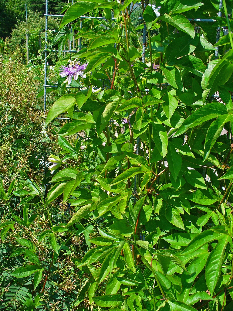 Dense vine with 3-lobed leaves and purple flower.
