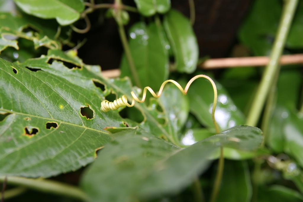 3-lobed leaf and a cork-screw tendril.