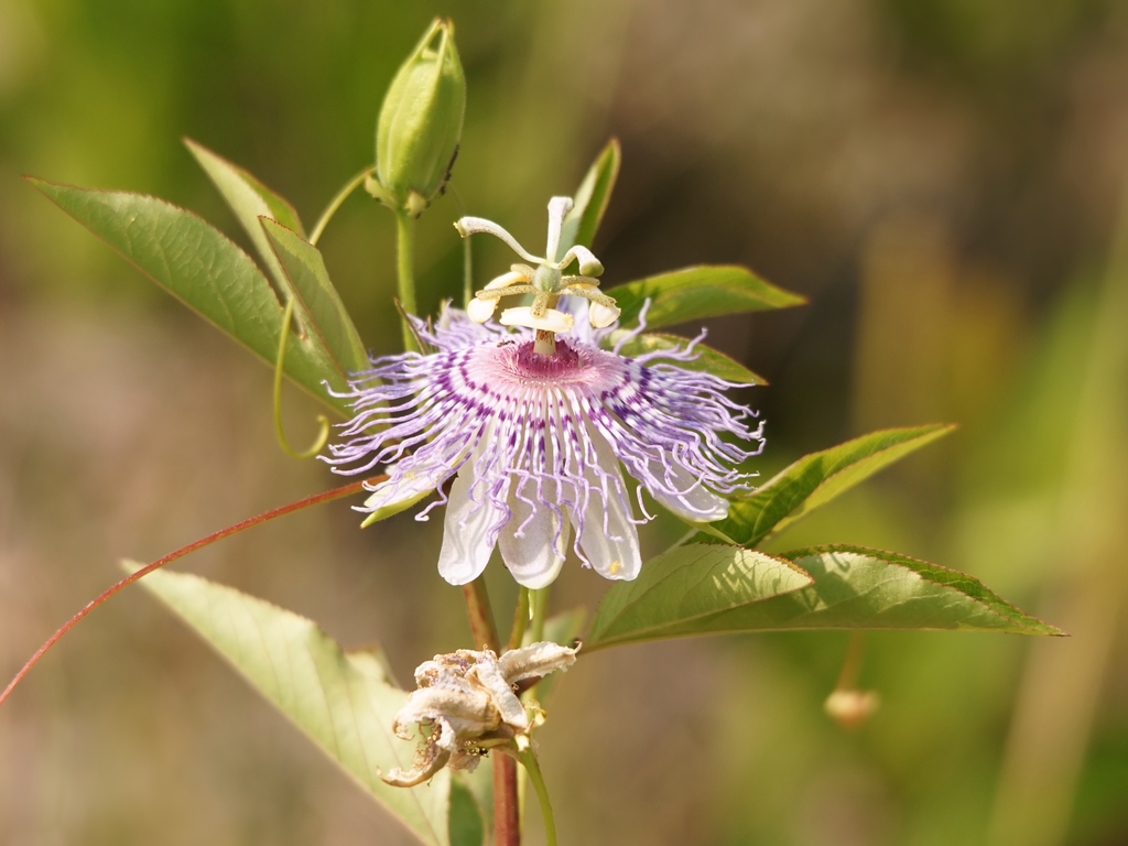 Close-up of single bluish-purple flower with spiky corona.