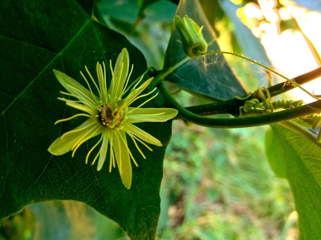 Flower