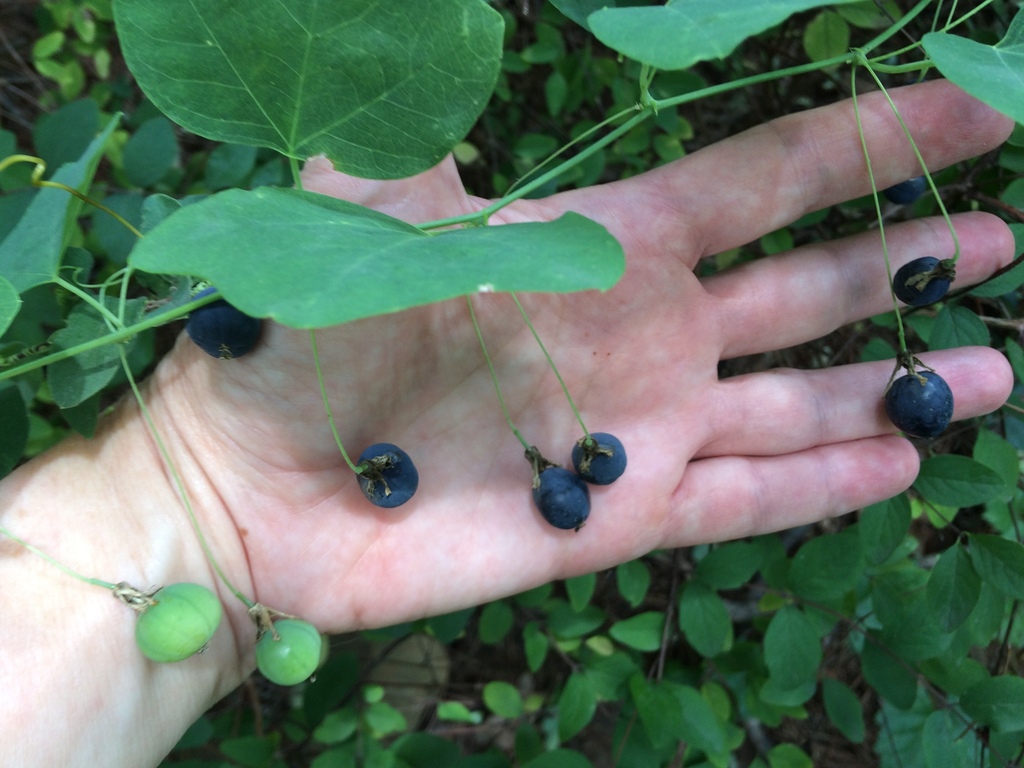 Mature fruit