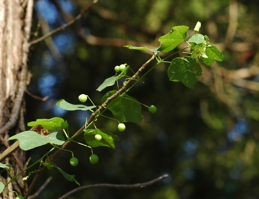 Immature fruit