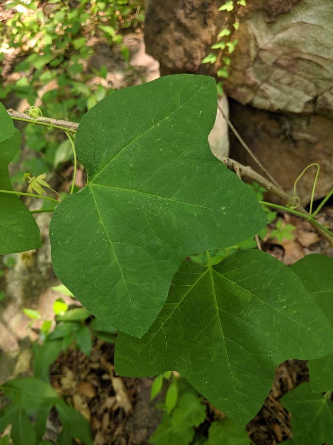Leaves