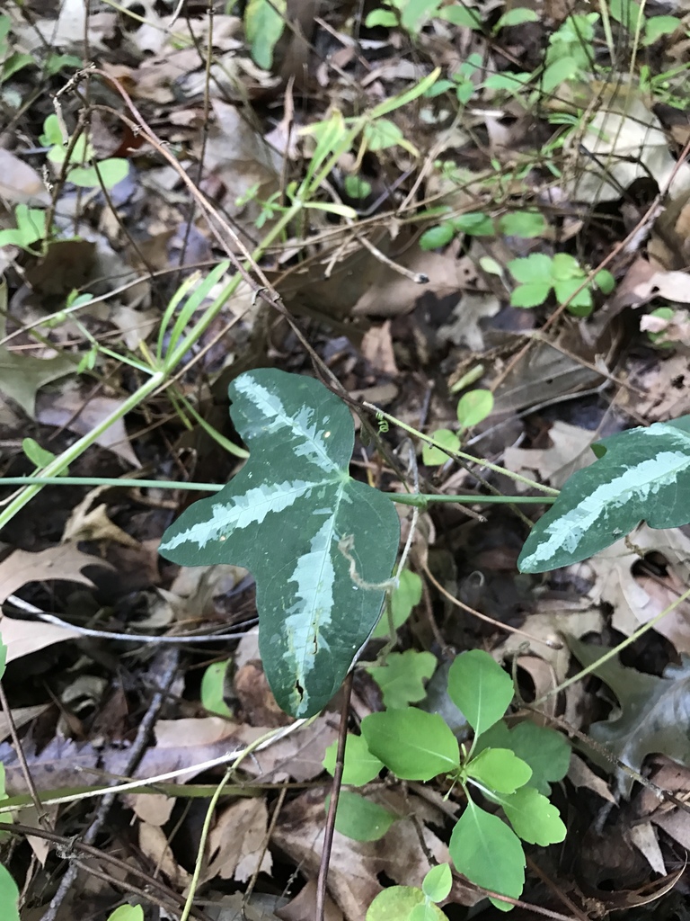 Variegated leaves