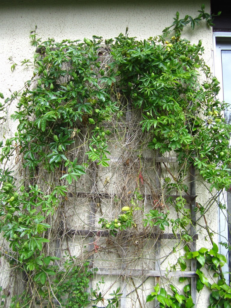 Form on a trellis