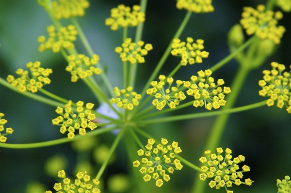 Pastinaca sativa