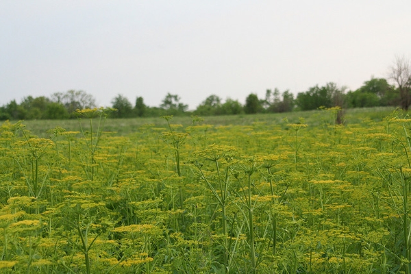 Pastinaca sativa