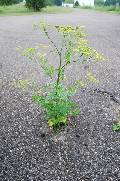 Pastinaca sativa