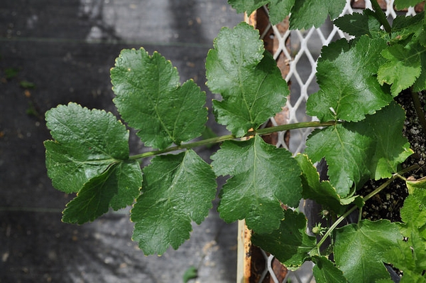 Leaves