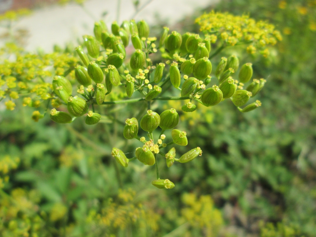 Pastinaca sativa