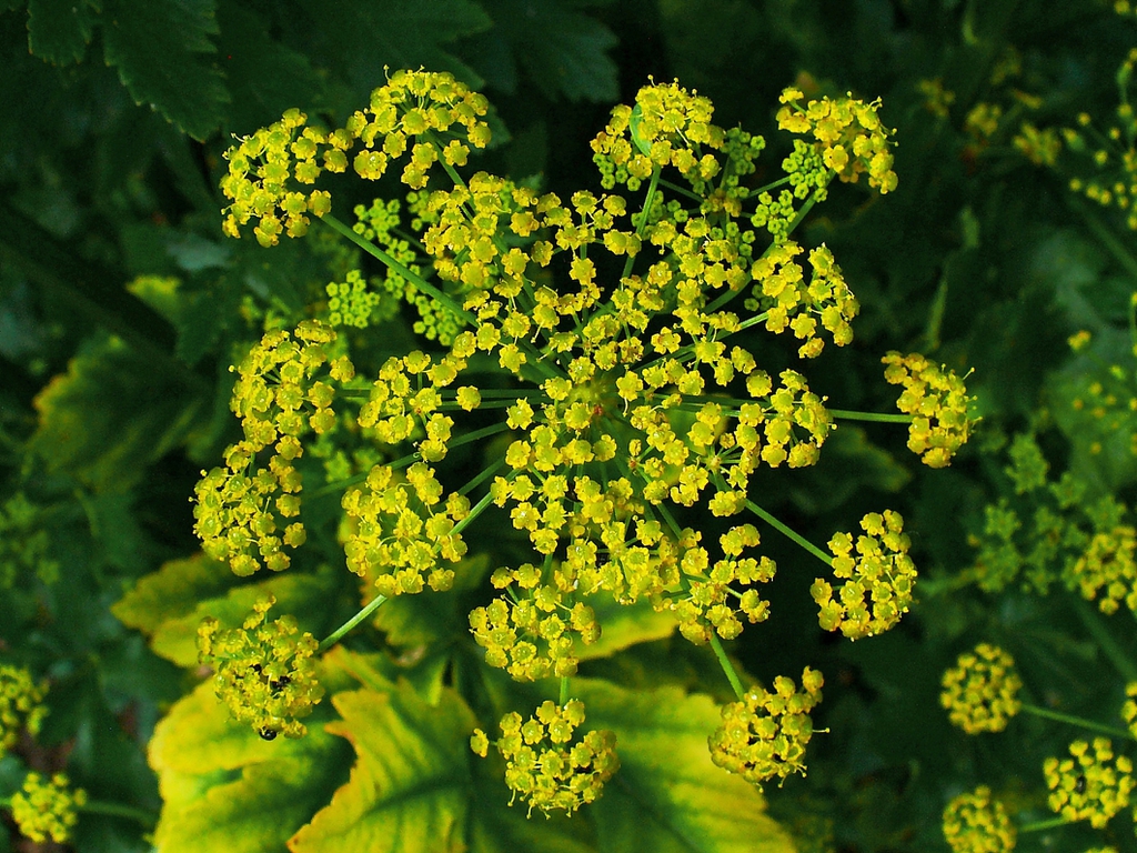 Pastinaca sativa inflorescence