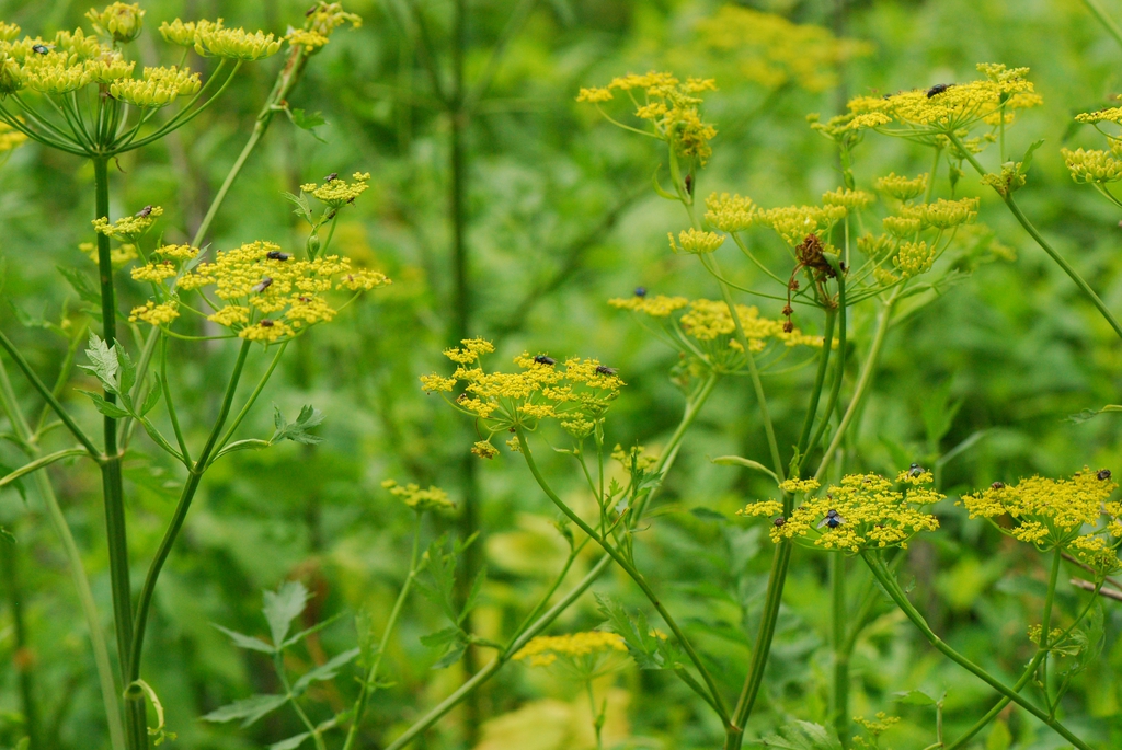 Pastinaca sativa