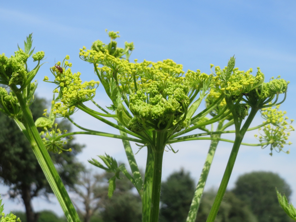 Pastinaca sativa