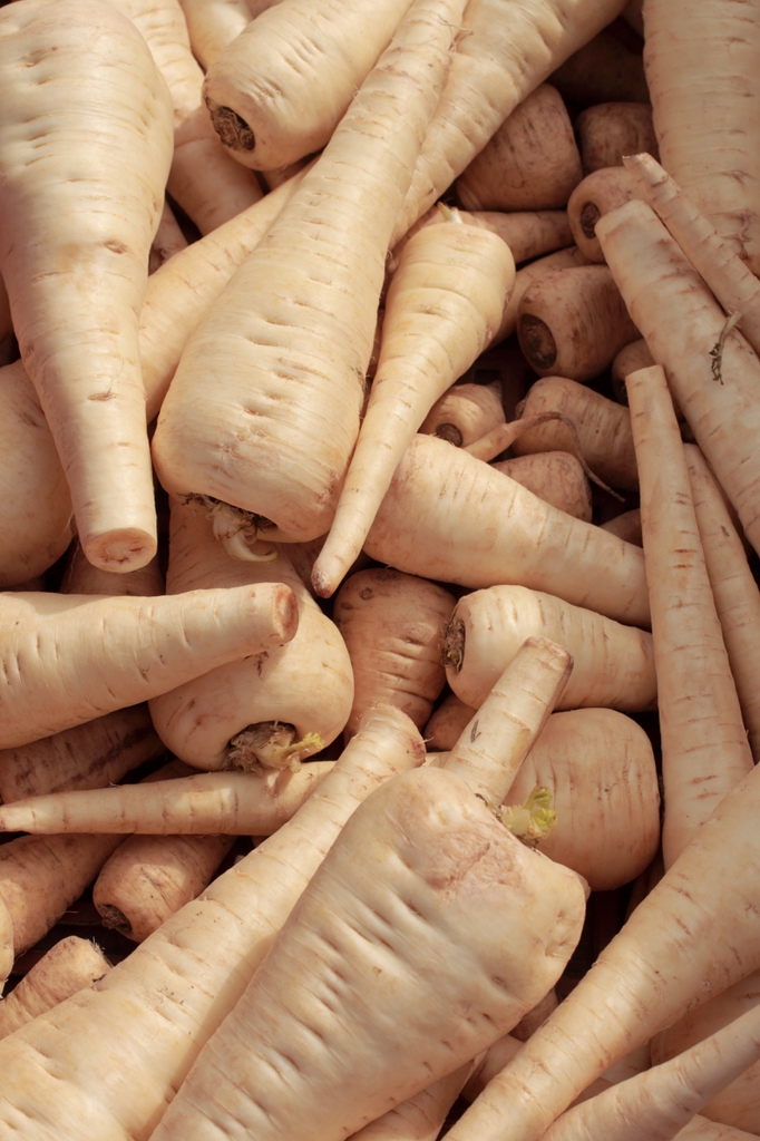 Pastinaca sativa roots