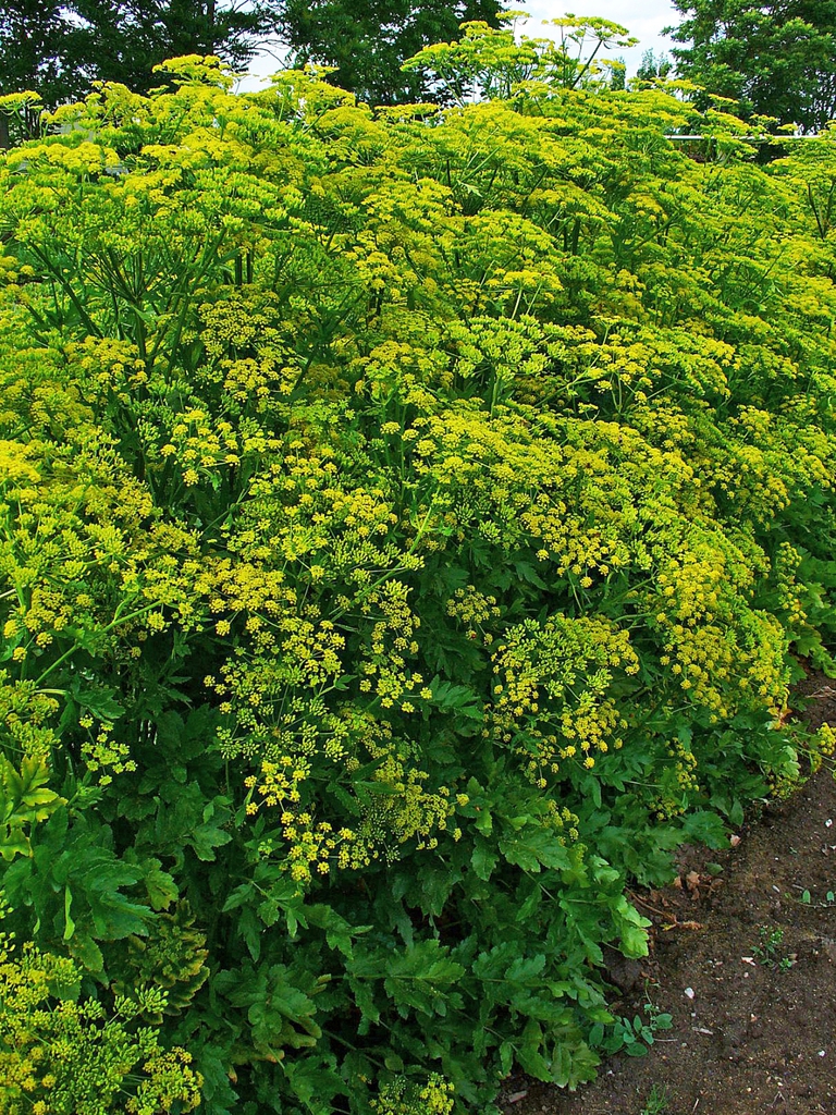 Pastinaca sativa habit by  H. Zell