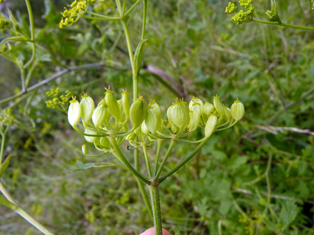 Form/Flower