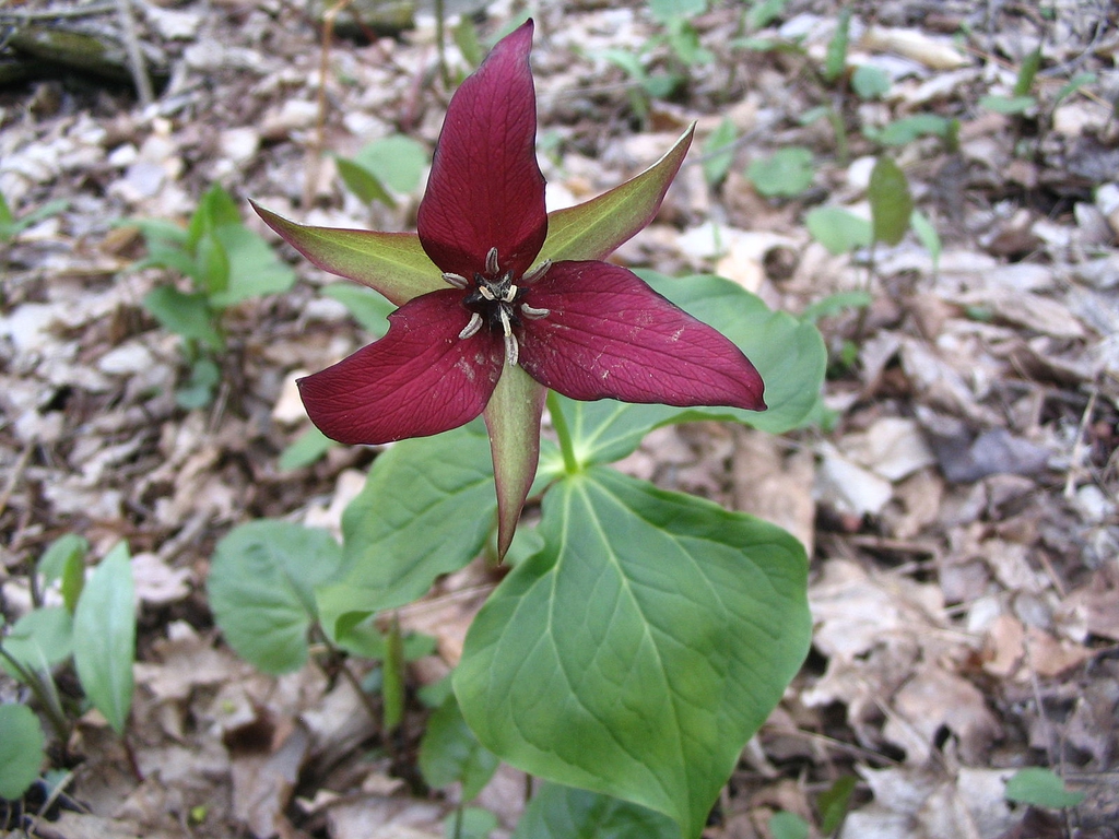 Form
