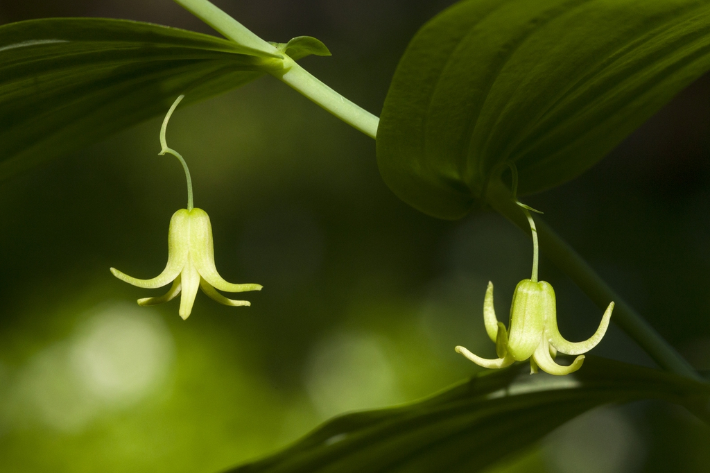 Streptopus amplexifolius
