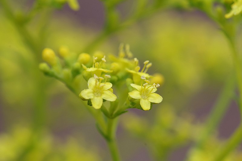 Patrinia scabiosifolia
