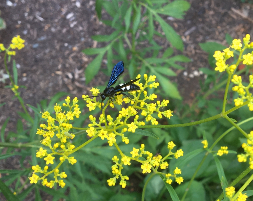 Patrinia scabiosifolia
