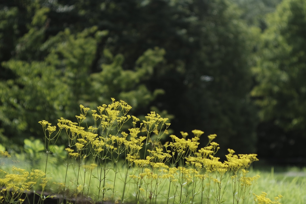 Patrinia scabiosifolia