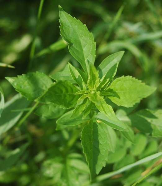 Patrinia scabiosifolia