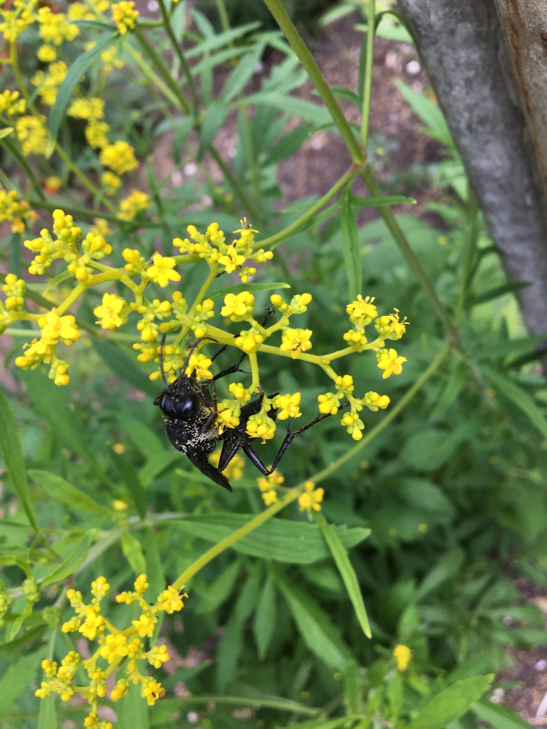 Patrinia scabiosifolia