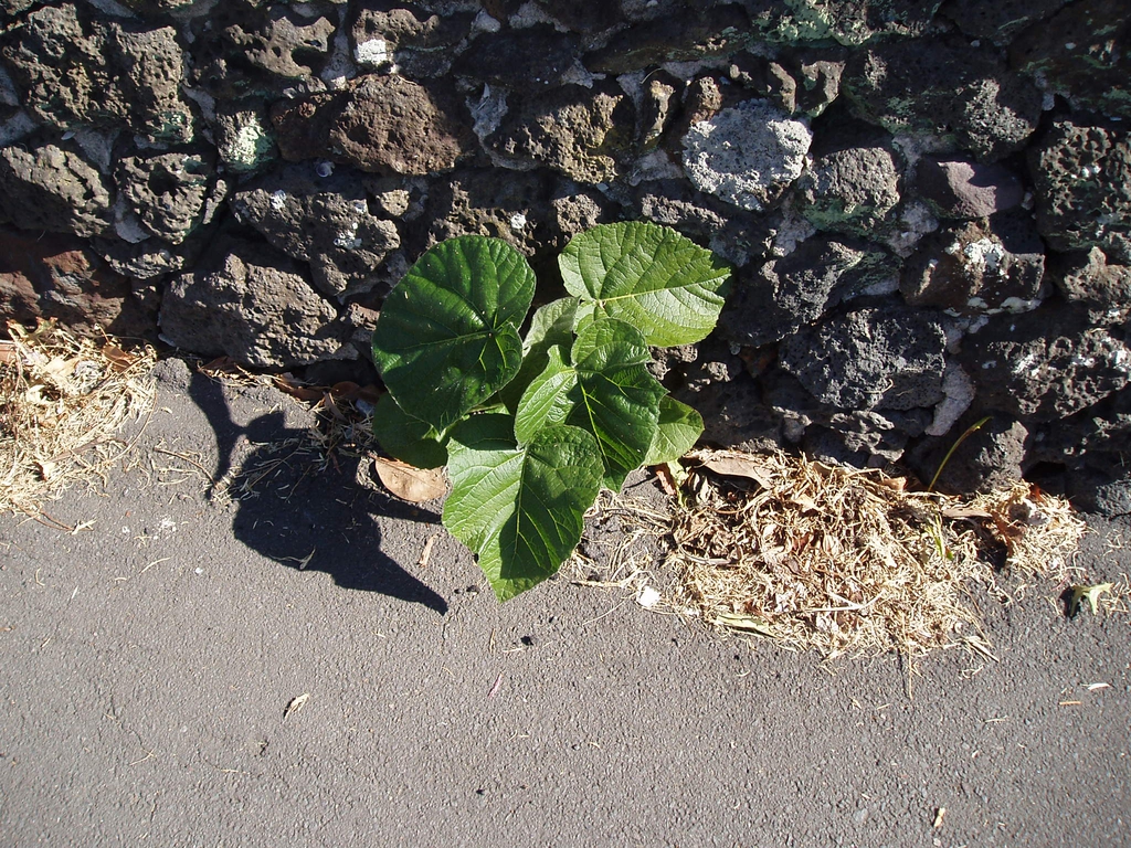 Form