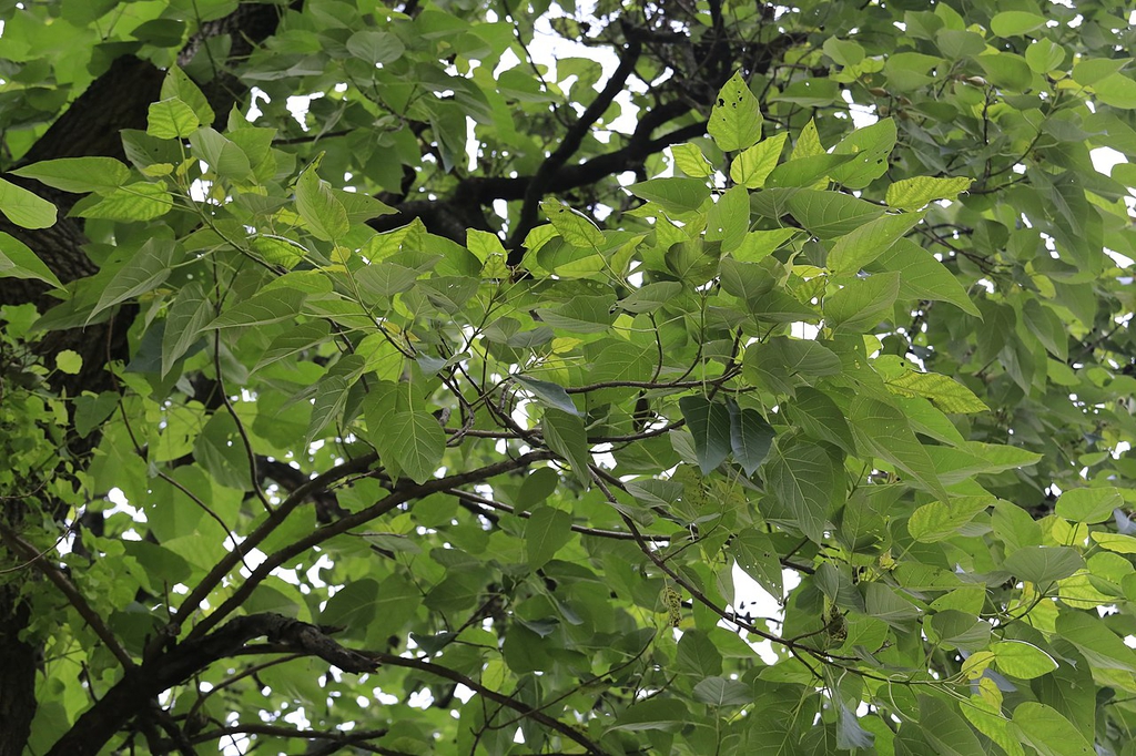 Leaves