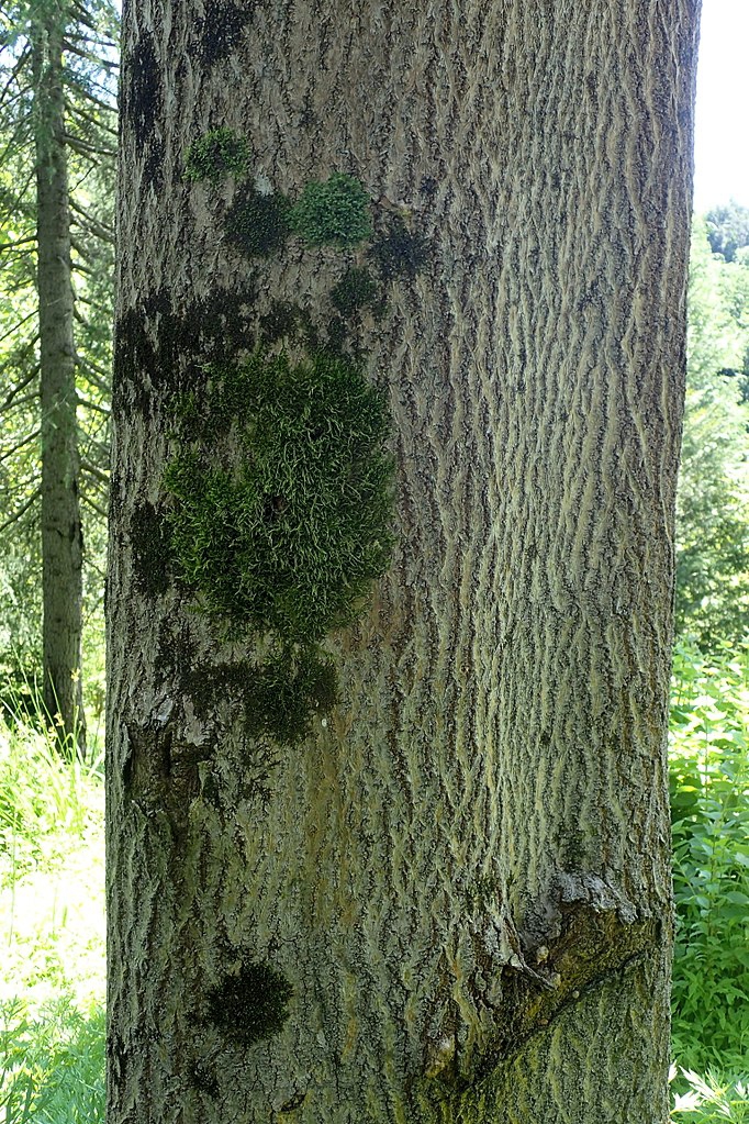 Bark