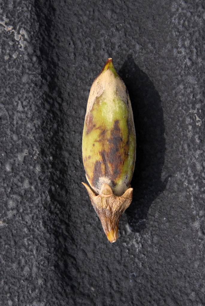 Paulownia fortunei