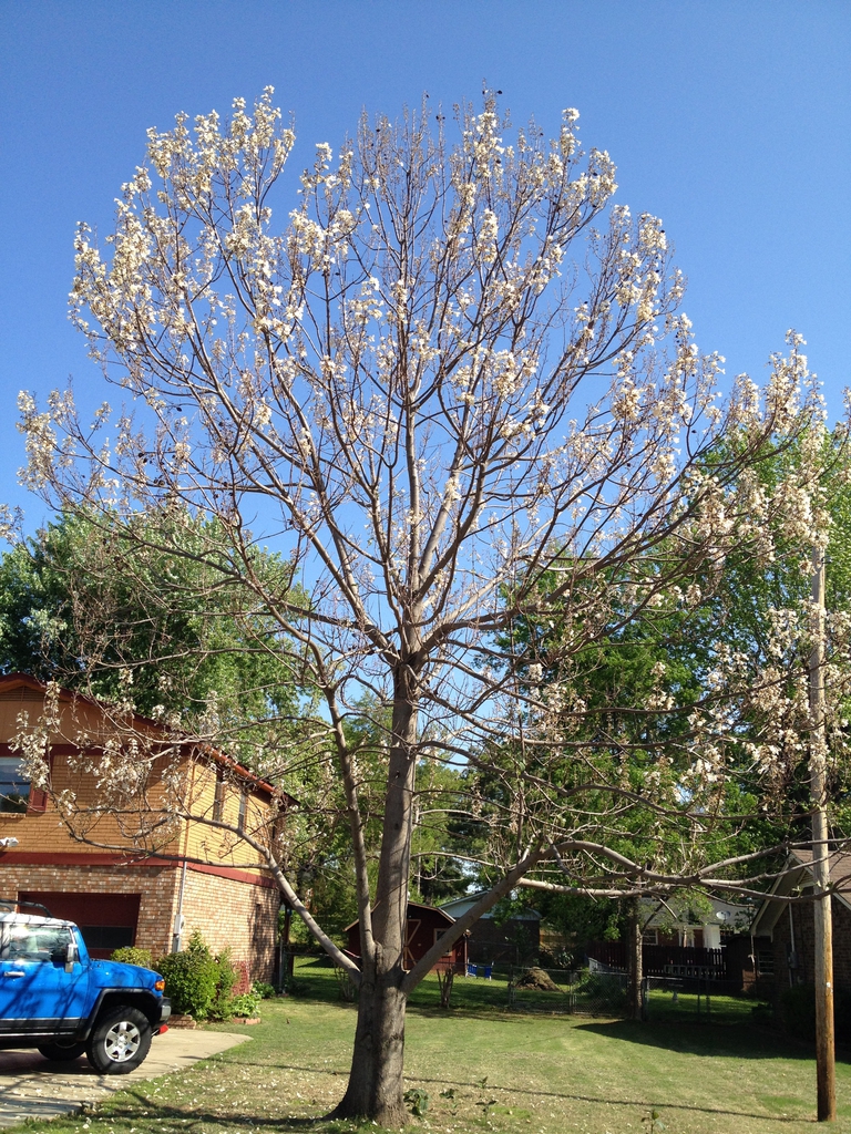 Paulownia fortunei