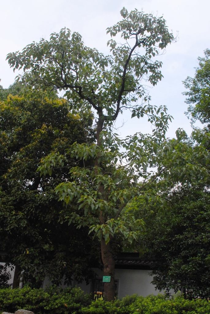 Paulownia fortunei