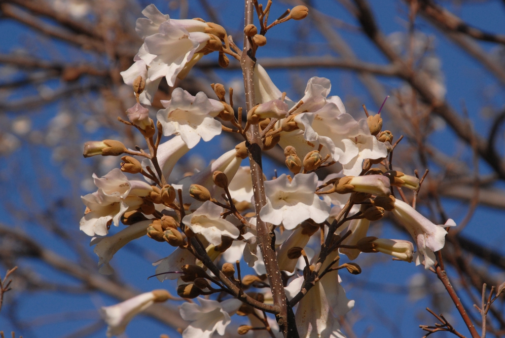 Paulownia fortunei