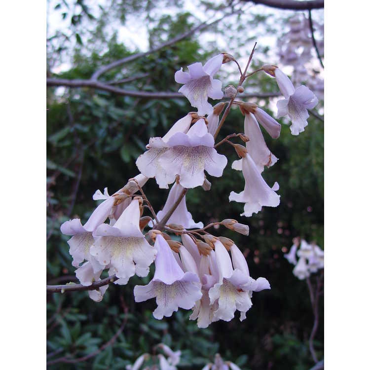 Close up of flower
